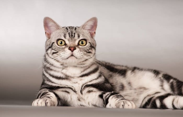 Американская короткошёрстная кошка