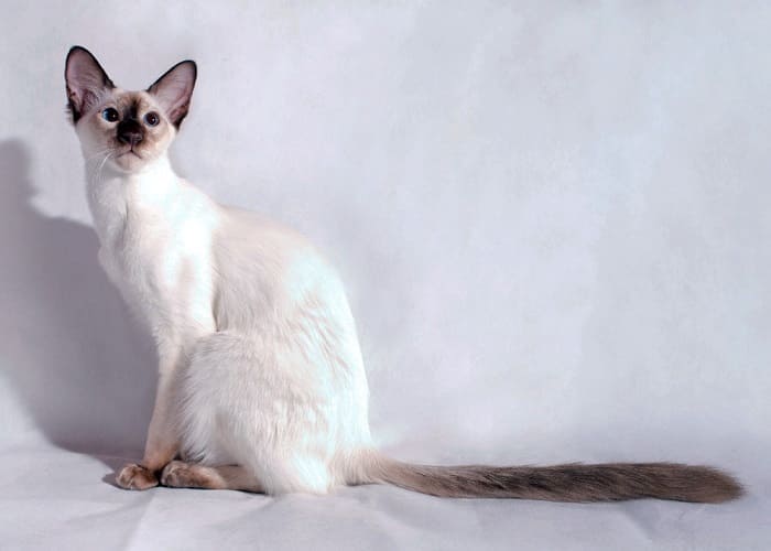 Балинезийская кошка