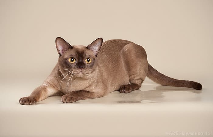 Бурманская кошка