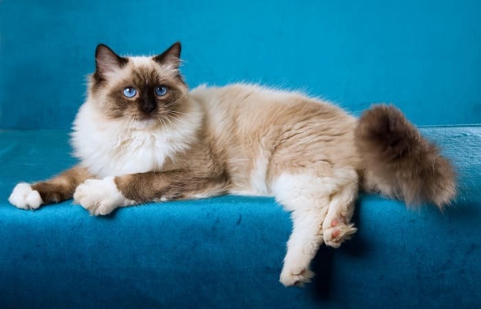 Кошка Рэгдолл