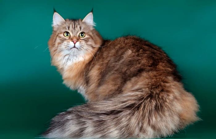 Сибирская кошка