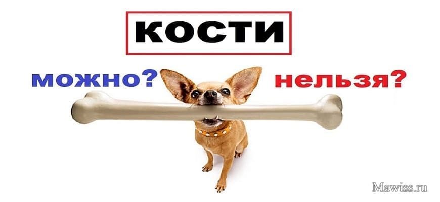 Можно ли собакам давать кости можно ли собакам давать кости