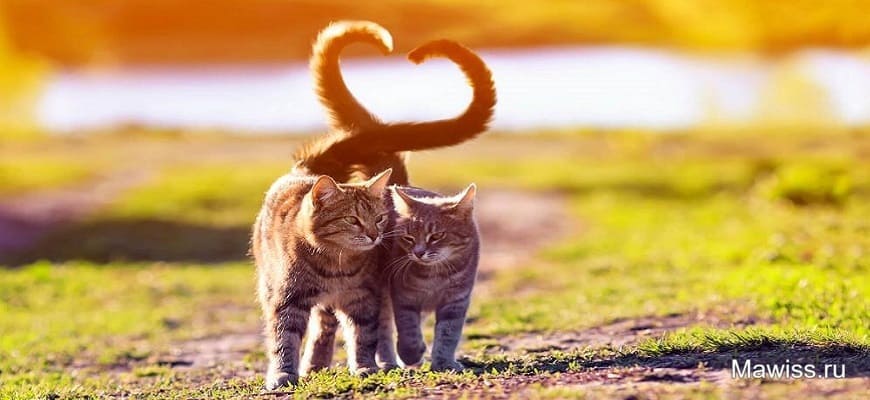 Для чего хвост у кошки