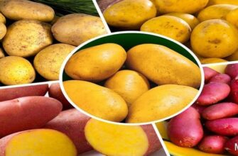 Самые полезные сорта картофеля для здоровья